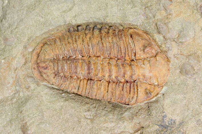 Ordovician Trilobite (Colpocoryphe?) - Zagora, Morocco #141856